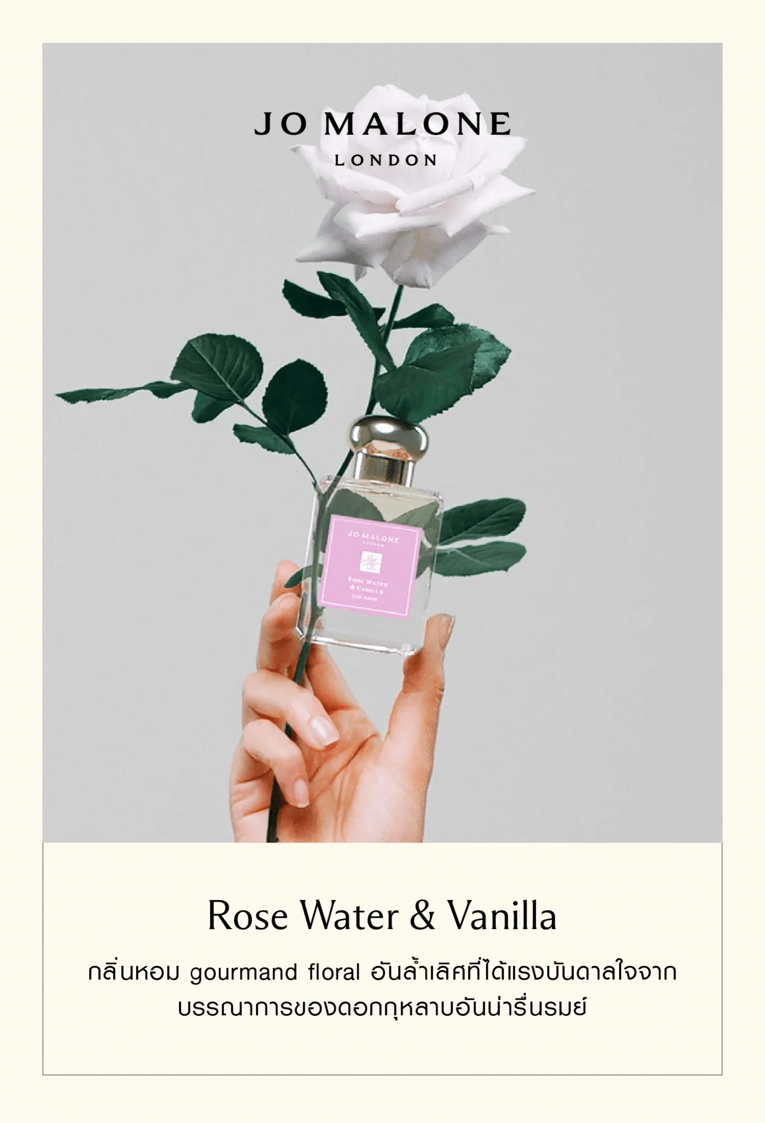 Jo Malone London Rose Blush Cologne คอลเลคชั่นสำหรับคนอินเลิฟกุหลาบ ต้องห้ามพลาด! กลีบกุหลาบที่บอบบางถูกจับมาใส่ไว้ในเยลลี่แสนอร่อย เสน่ห์ของกลีบดอกสีชมพูระเรื่อคือแรงบันดาลใจของสูตรการถนอมอาหารที่ล้ำค่า 